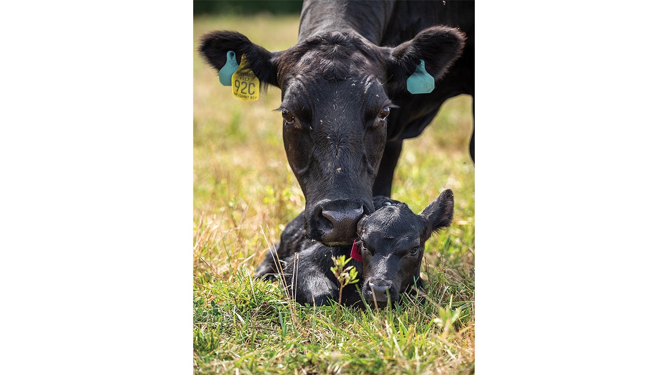 Adult cow resting with a calf in a grassy pasture.