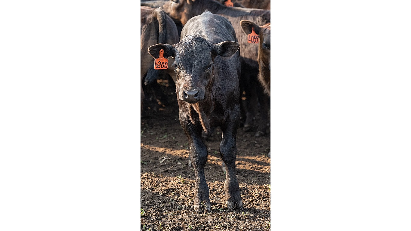 Closeup of a black calf with an orange tag on its ear.