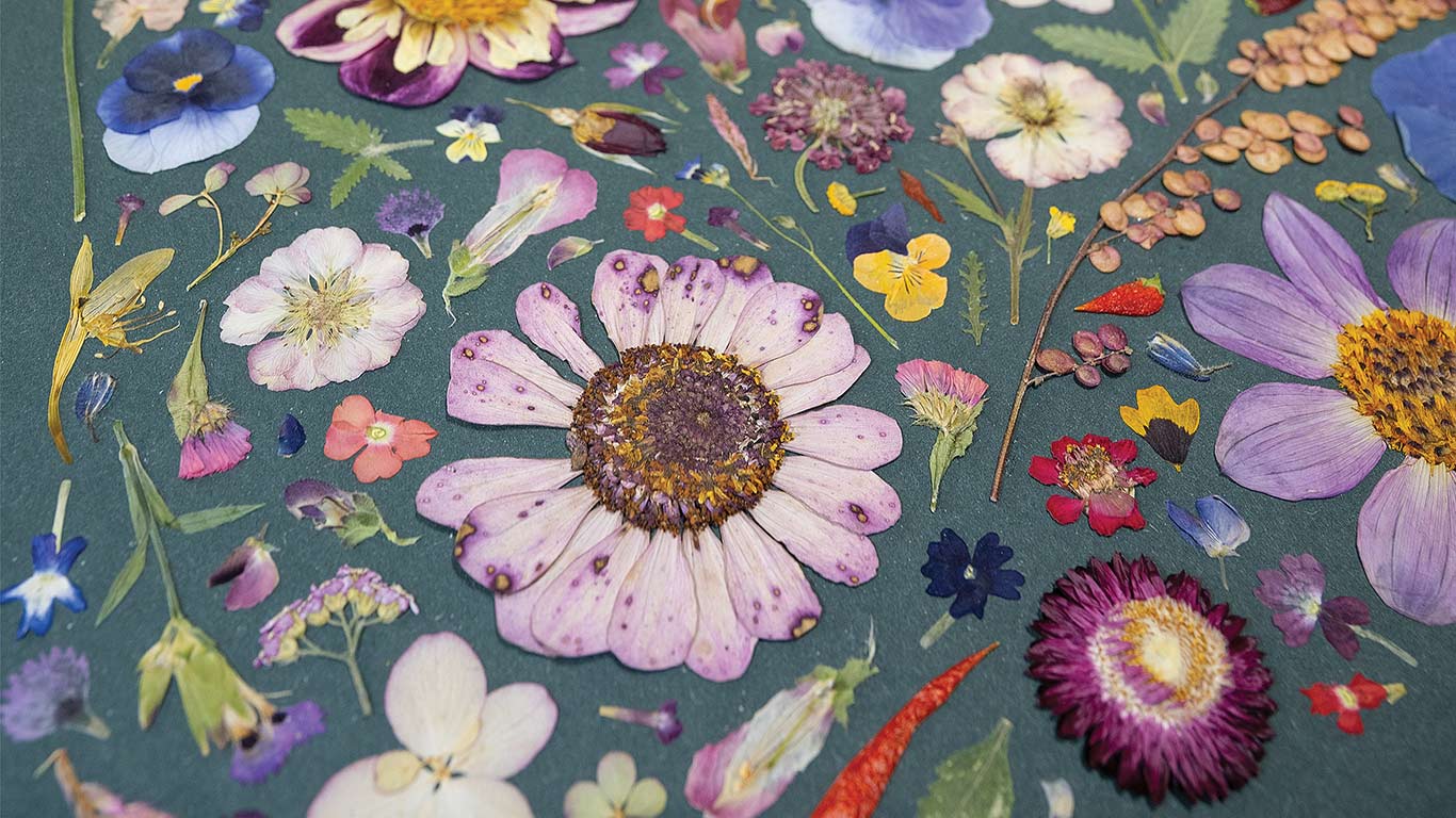 Flat lay of pressed flowers and leaves in varied colors arranged on a dark surface.