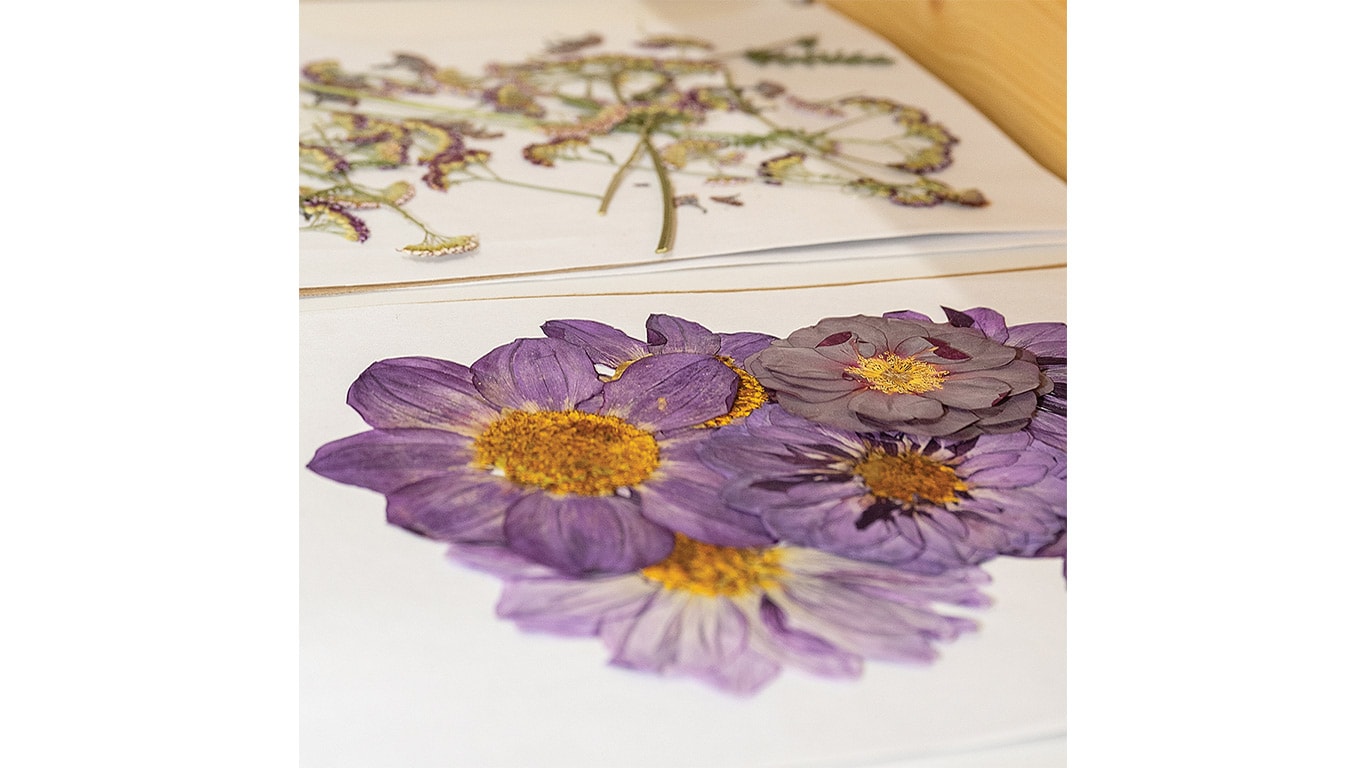 Close-up of pressed purple flowers arranged on paper.