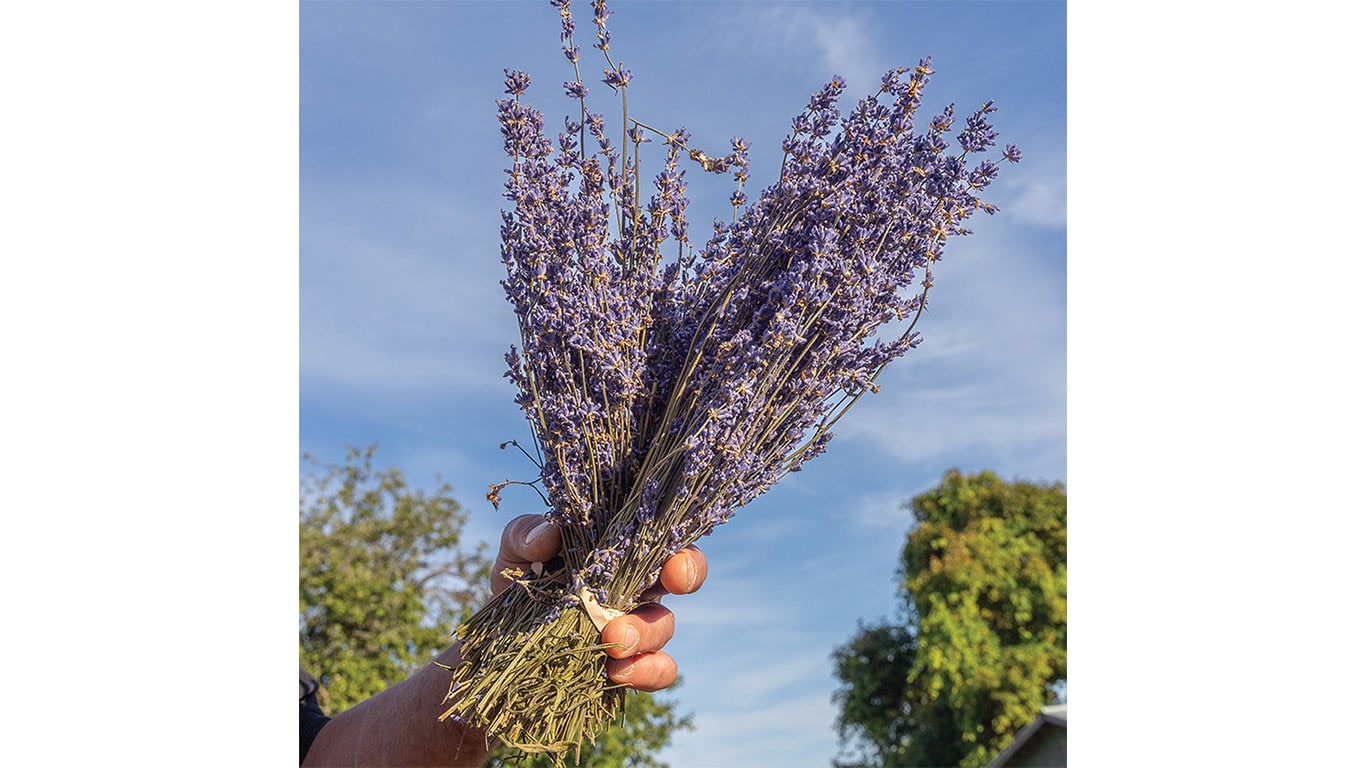 Hand holding a bundle of dried lavender against the sky.