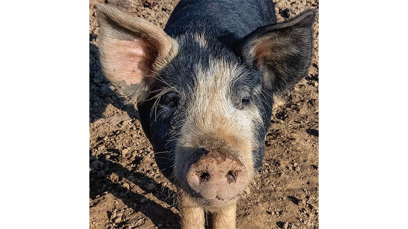 Close-up of a black-and-white pig standing on dirt.