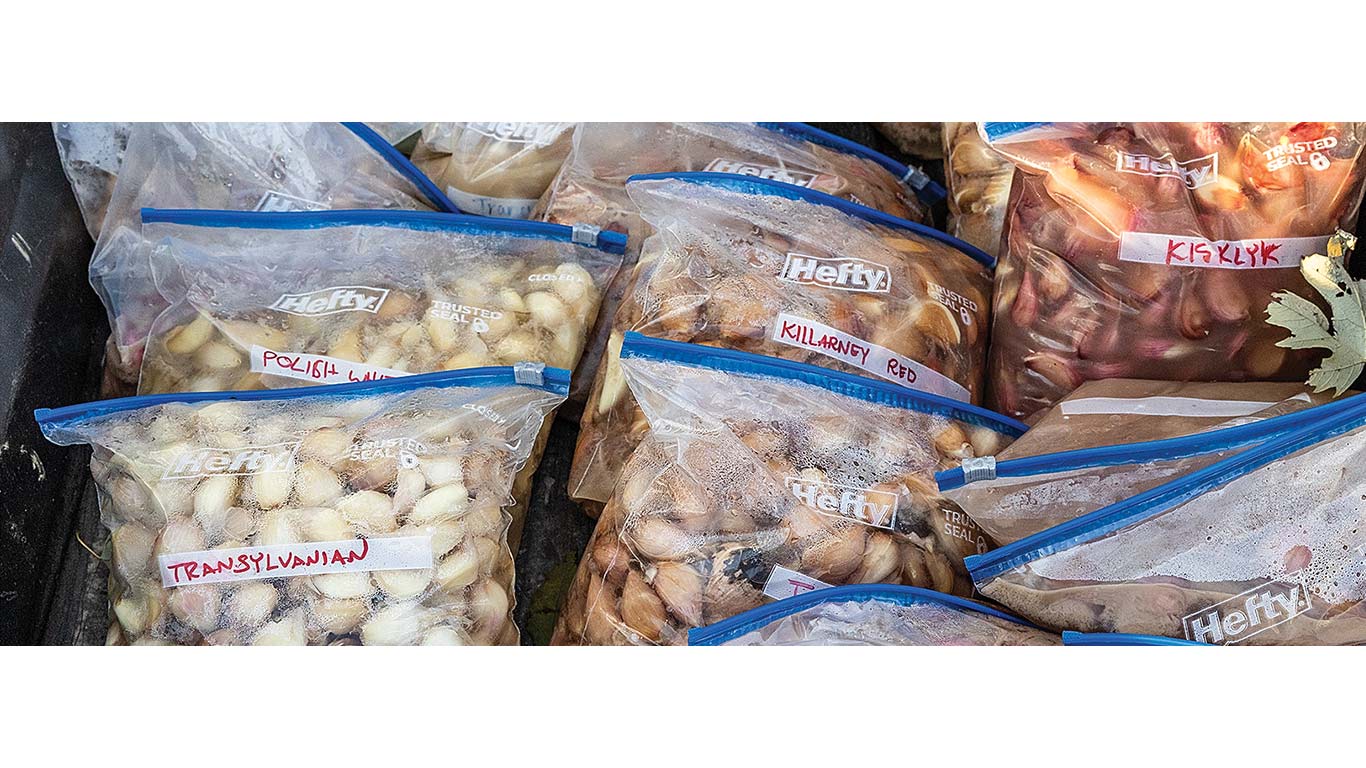 Plastic bags filled with labeled garlic bulbs stored together.