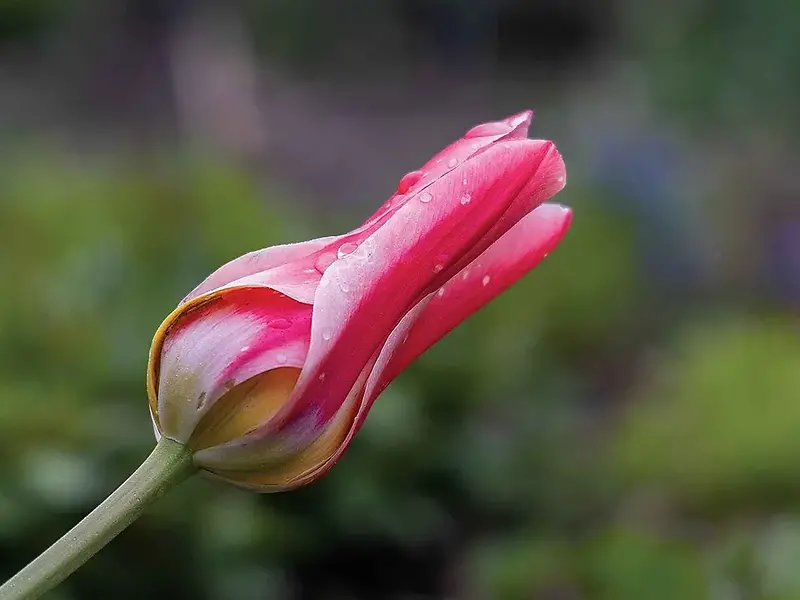 First Blooms of Spring | John Deere US